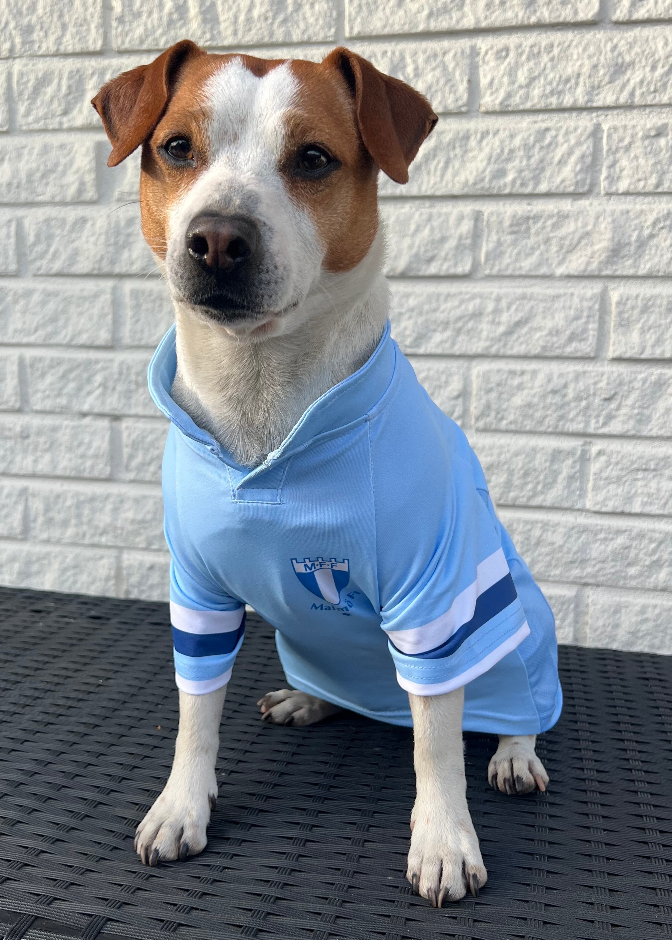 Hundtröja Malmö FF