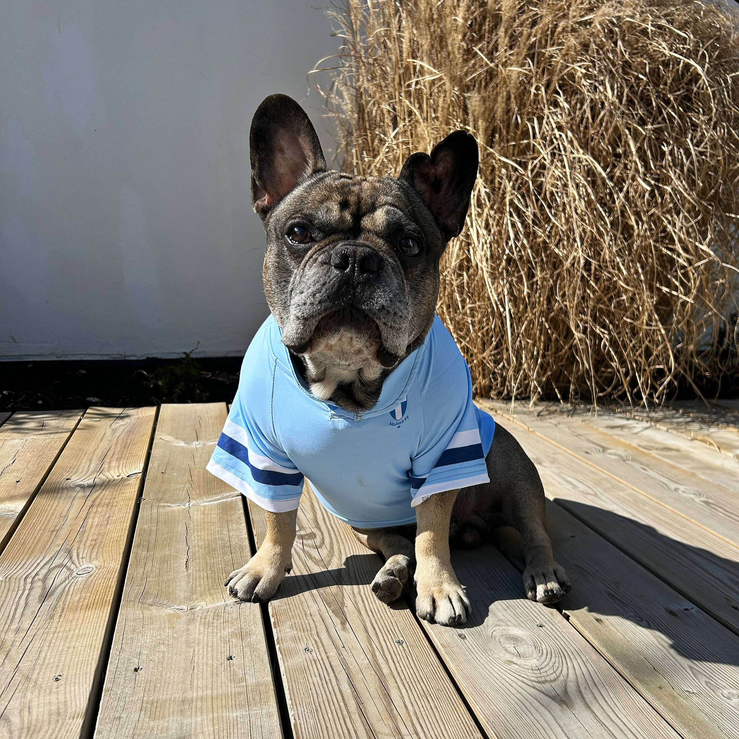 Hundtröja Malmö FF