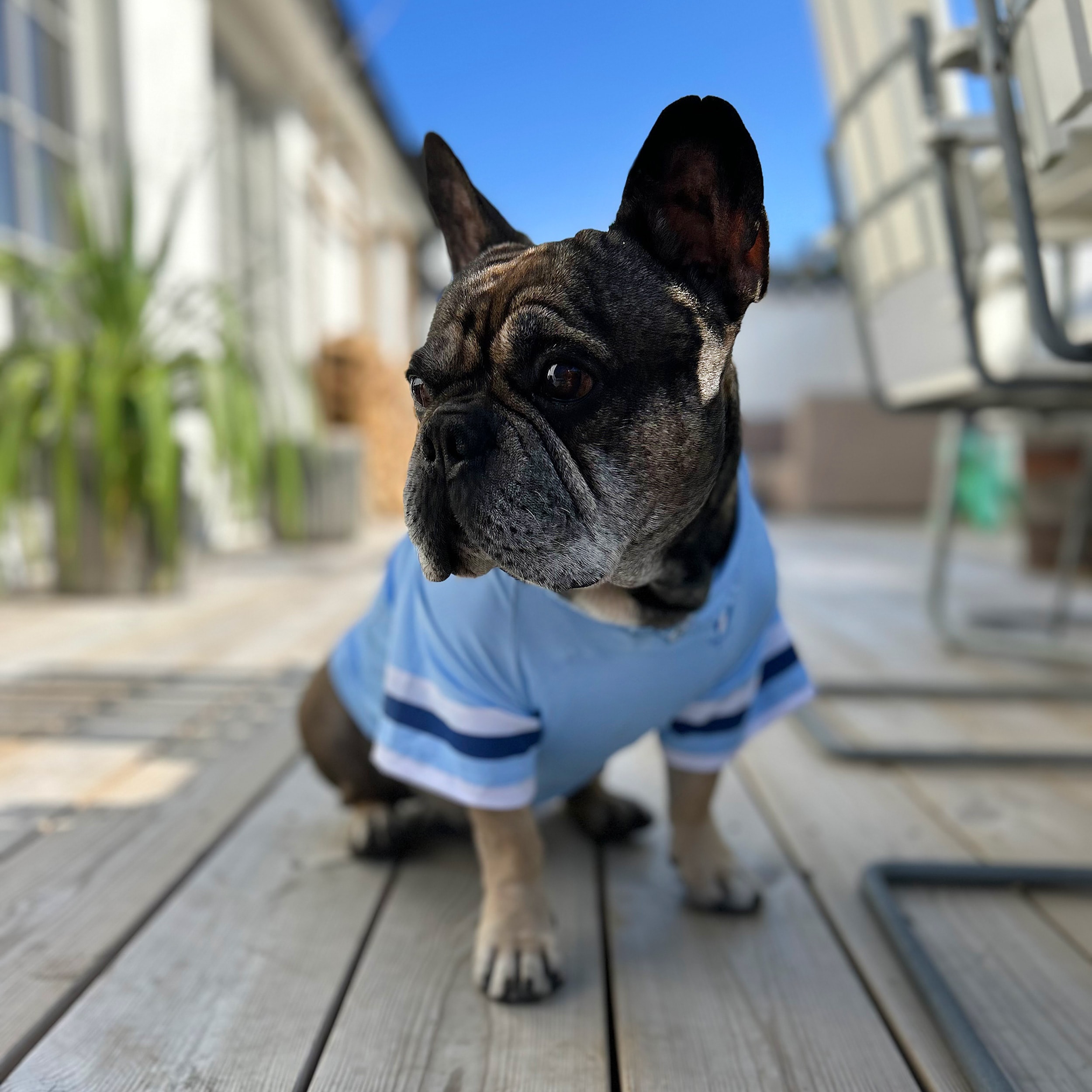 Hundtröja Malmö FF